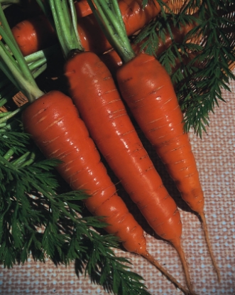 Picture of Carrot Chantenay Royal